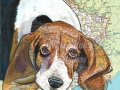 BassetMapWeb