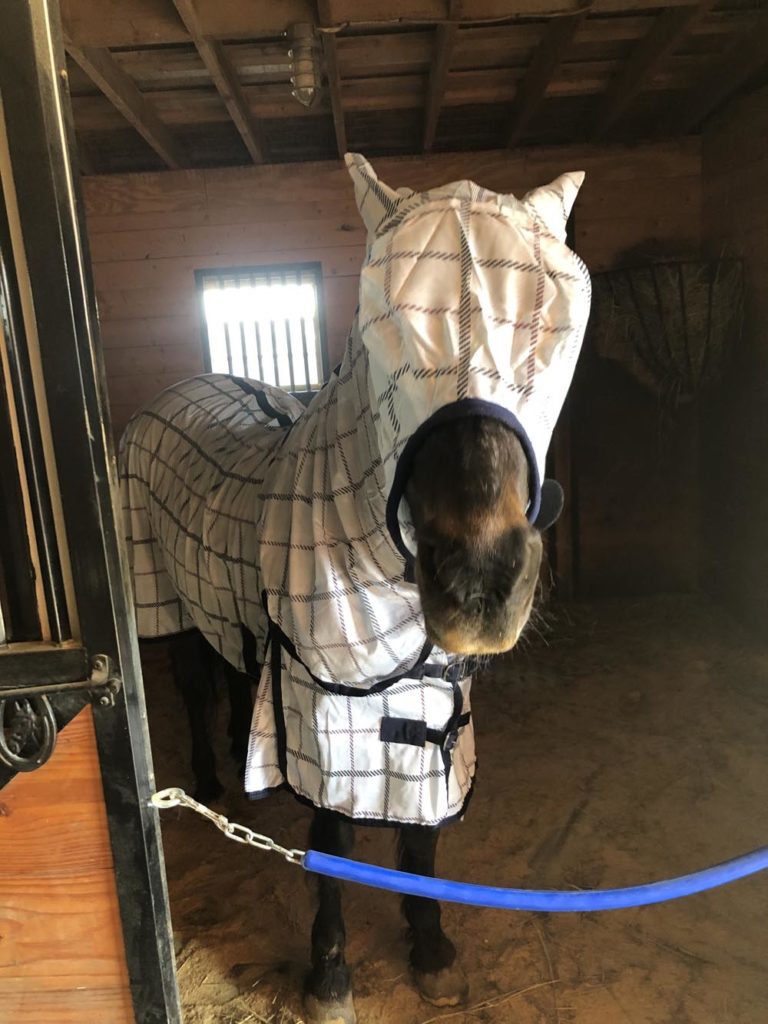 Horse wearing a matching light blue plaid fly sheet and fly mask, ears pinned back