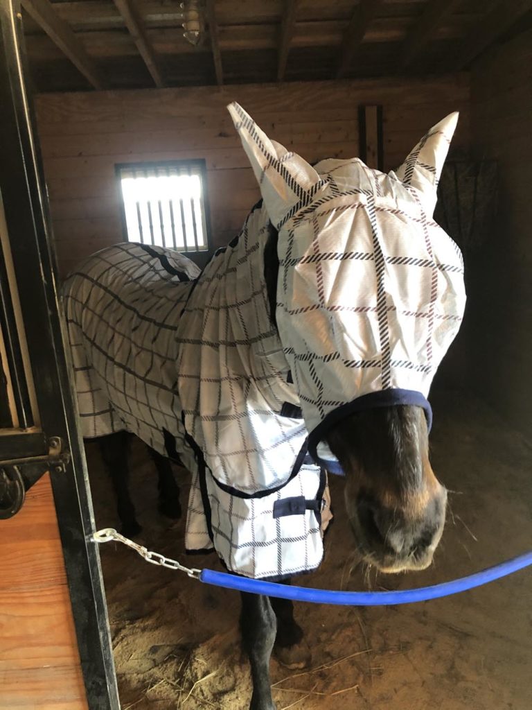 Horse wearing a matching light blue plaid fly mask and fly sheet