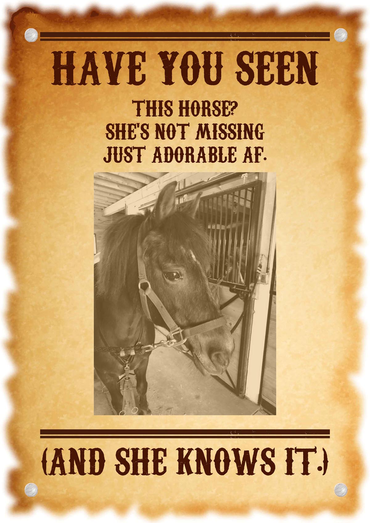 "Wanted" poster of a cute horse. The text reads "Have you seen this horse? She's not missing, just cute af. And she knows it."