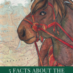 5 Facts about the Heihe Horse Breed