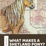What Makes A Shetland Pony? History and Facts about the Shetland Pony Breed