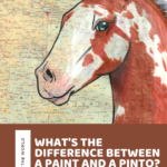 What’s the Difference Between a Paint and a Pinto? Meet the American Paint Horse!