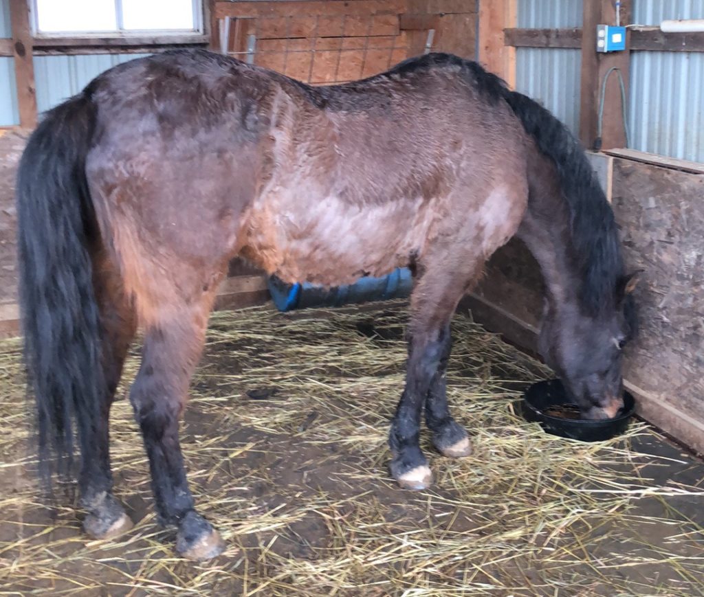 Cushing's most tell-tale sign is a long and shaggy winter coat that doesn't shed normally