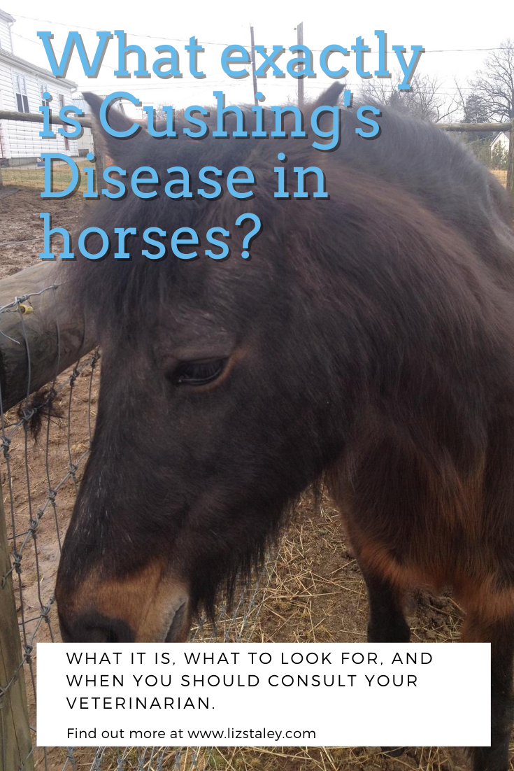 What Exactly Is Cushing S Disease In Horses Liz Staley Studios