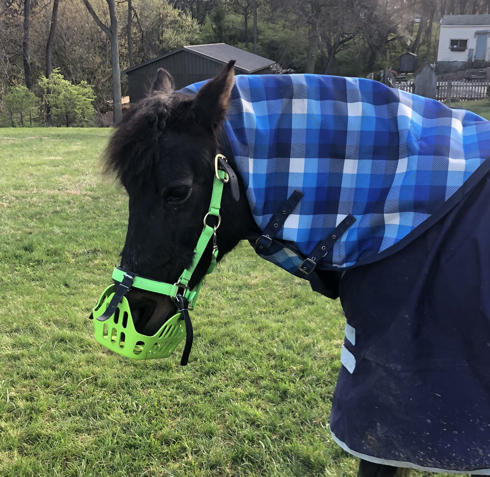 Cushing's can be partially managed with grazing muzzle. Glory is wearing a Greenguard Grazing Muzzle in this photo